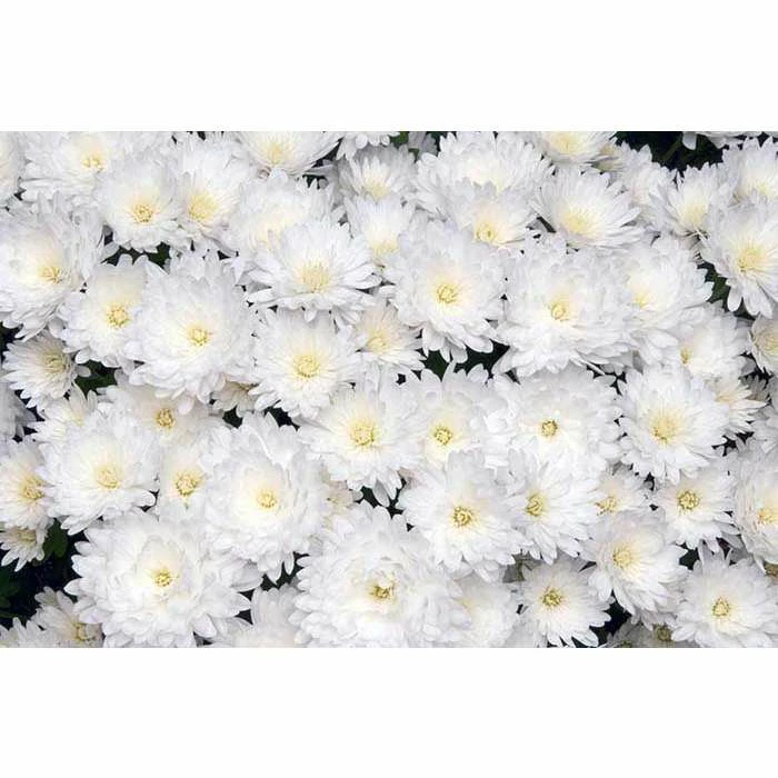 Chrysanthemum Belgian Garden Mums 'Marco' | Bedding | Perennials | 5 x Large Plugs 3 Chrysanthemum Belgian Garden Mums 'Marco' | Bedding | Perennials | 5 x Large Plugs