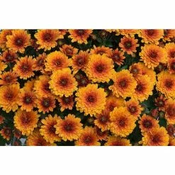 Chrysanthemum Belgian Garden Mums 'Olivia' | Bedding | Perennials | 5 x Large Plugs
