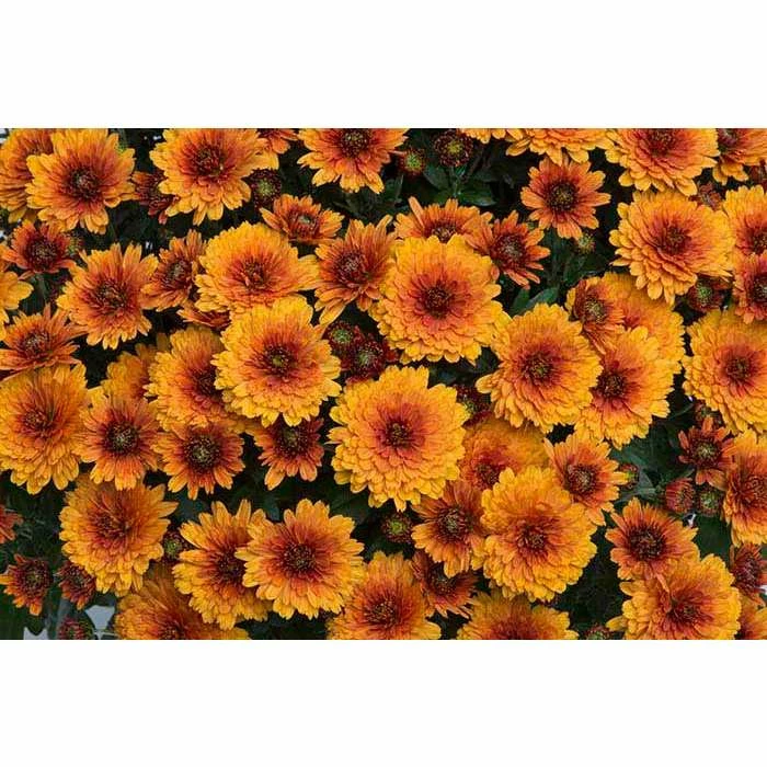 Chrysanthemum Belgian Garden Mums 'Olivia' | Bedding | Perennials | 5 x Large Plugs 3 Chrysanthemum Belgian Garden Mums 'Olivia' | Bedding | Perennials | 5 x Large Plugs