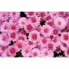 Chrysanthemum Belgian Garden Mums 'Rosano Pink' | Bedding | Perennials | 5 x Large Plugs 2 Chrysanthemum Belgian Garden Mums 'Rosano Pink' | Bedding | Perennials | 5 x Large Plugs -Starter Plant Sales PL9283SP main cdeb