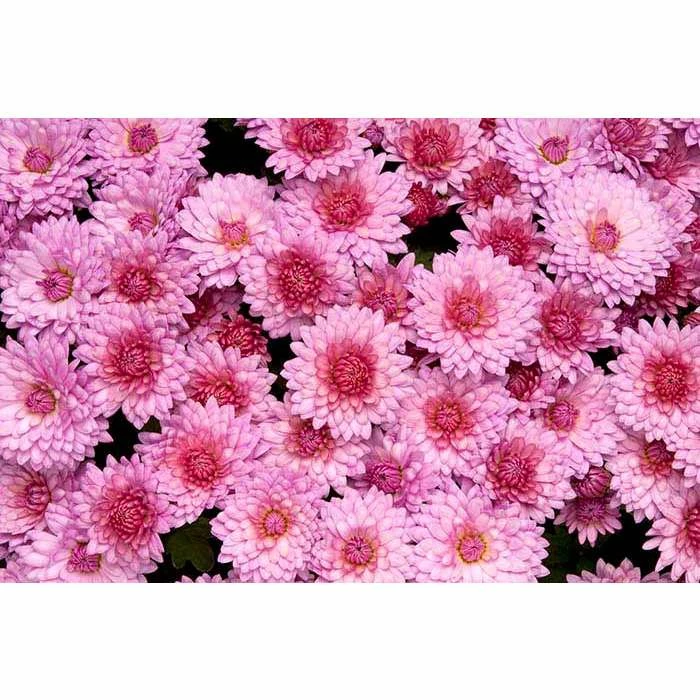 Chrysanthemum Belgian Garden Mums 'Rosano Pink' | Bedding | Perennials | 5 x Large Plugs 3 Chrysanthemum Belgian Garden Mums 'Rosano Pink' | Bedding | Perennials | 5 x Large Plugs