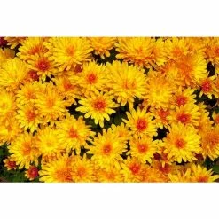 Chrysanthemum Belgian Garden Mums 'Samini Orange' | Bedding | 5 x Large Plugs