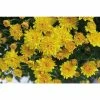 Chrysanthemum Belgian Garden Mums 'Samini Yellow' | Bedding | 5 x Large Plugs -Starter Plant Sales PL9285SP main a2ec