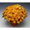 Chrysanthemum Bran Series 'Branbeach Orange' | Bedding | 5 x Large Plugs