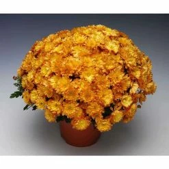 Chrysanthemum Bran Series 'Branbeach Orange' | Bedding | 5 x Large Plugs