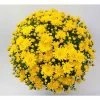 Chrysanthemum Bran Series 'Brancrown' | Bedding | Perennials | 5 x Large Plugs 1 Chrysanthemum Bran Series 'Brancrown' | Bedding | Perennials | 5 x Large Plugs -Starter Plant Sales PL9288SP main 2f8c