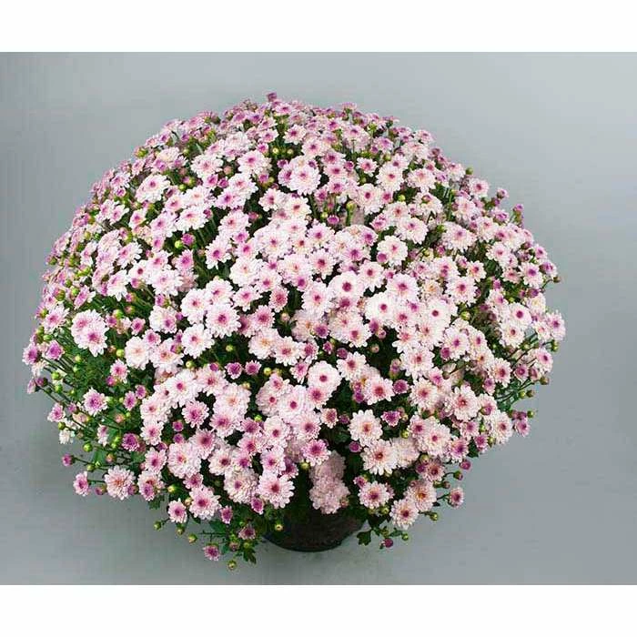 Chrysanthemum Bran Series 'Branqueen Pink' | Bedding | 5 x Large Plugs 3 Chrysanthemum Bran Series 'Branqueen Pink' | Bedding | 5 x Large Plugs