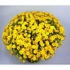 Chrysanthemum Bran Series 'Branqueen Yellow' | Bedding | 5 x Large Plugs