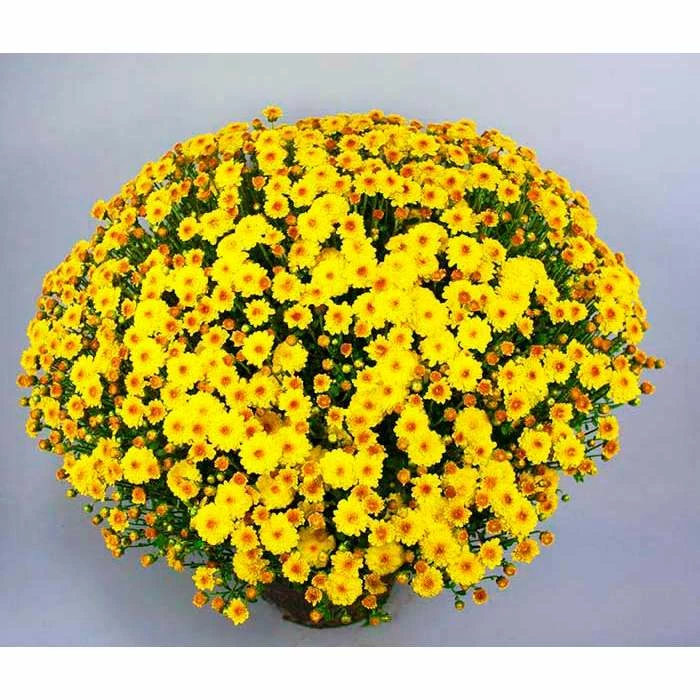 Chrysanthemum Bran Series 'Branqueen Yellow' | Bedding | 5 x Large Plugs 3 Chrysanthemum Bran Series 'Branqueen Yellow' | Bedding | 5 x Large Plugs