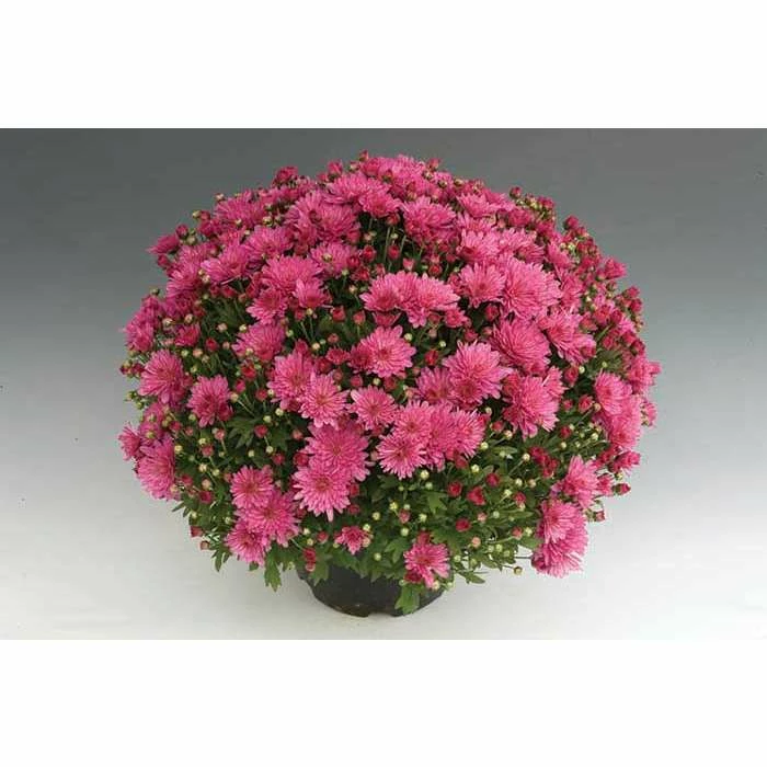 Chrysanthemum Bran Series 'Bransky Lilac' | Bedding | 5 x Large Plugs 3 Chrysanthemum Bran Series 'Bransky Lilac' | Bedding | 5 x Large Plugs