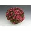 Chrysanthemum Bran Series 'Bransky Plum' | Bedding | 5 x Large Plugs 2 Chrysanthemum Bran Series 'Bransky Plum' | Bedding | 5 x Large Plugs -Starter Plant Sales PL9294SP main 6a72