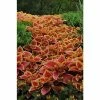 Coleus Sunfighter 'Trusty Rusty' | Bedding | 5 x Large Plugs 1 Coleus Sunfighter 'Trusty Rusty' | Bedding | 5 x Large Plugs -Starter Plant Sales PL9298SP main d406