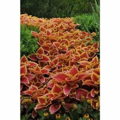 Coleus Sunfighter 'Trusty Rusty' | Bedding | 5 x Large Plugs