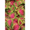 Coleus 'Watermelon' | Bedding | 5 x Large Plugs 1 Coleus 'Watermelon' | Bedding | 5 x Large Plugs -Starter Plant Sales PL929901SP main cca9