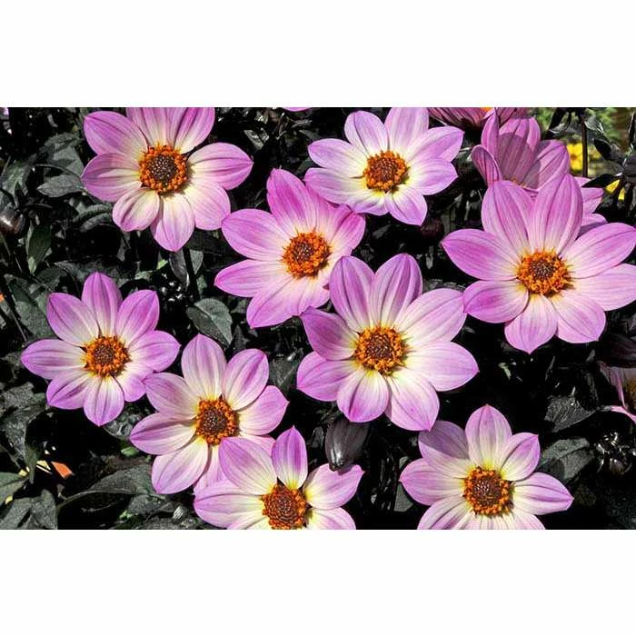 Dahlia Happy Days® 'Pink' | Bedding | 5 x Large Plugs 3 Dahlia Happy Days® 'Pink' | Bedding | 5 x Large Plugs