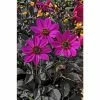 Dahlia Happy Days® 'Purple' | Bedding | 5 x Large Plugs