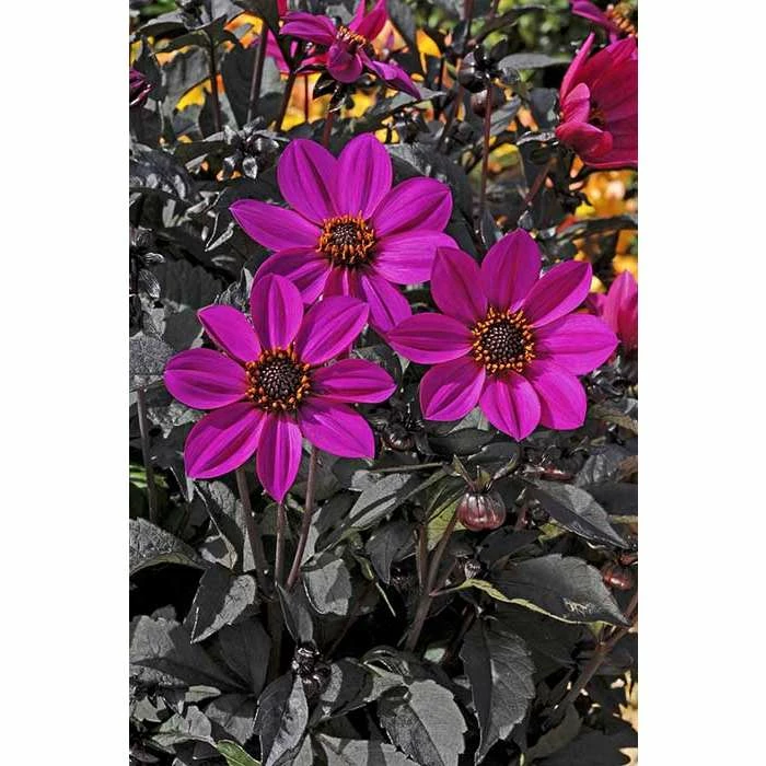 Dahlia Happy Days® 'Purple' | Bedding | 5 x Large Plugs 3 Dahlia Happy Days® 'Purple' | Bedding | 5 x Large Plugs