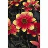 Dahlia Happy Days® 'Red Yellow Bicolour' | Bedding | 5 x Large Plugs 1 Dahlia Happy Days® 'Red Yellow Bicolour' | Bedding | 5 x Large Plugs -Starter Plant Sales PL929904SP main abe7