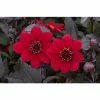 Dahlia Happy Days® 'Red' | Bedding | 5 x Large Plugs 1 Dahlia Happy Days® 'Red' | Bedding | 5 x Large Plugs -Starter Plant Sales PL929905SP main 2df9