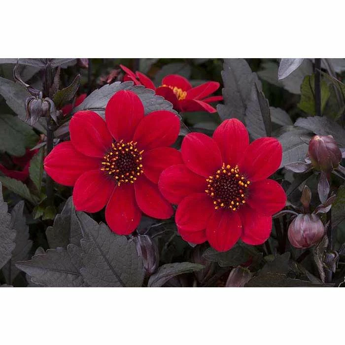 Dahlia Happy Days® 'Red' | Bedding | 5 x Large Plugs 3 Dahlia Happy Days® 'Red' | Bedding | 5 x Large Plugs