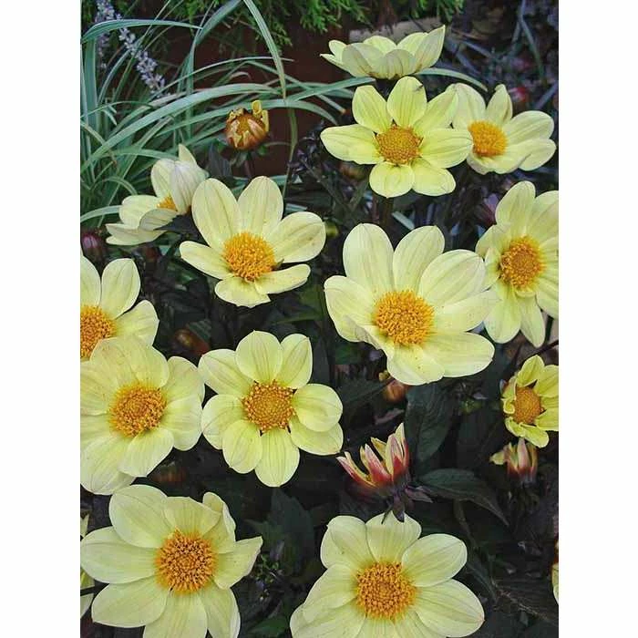 Dahlia Happy Days® 'Yellow' | Bedding | 5 x Large Plugs 3 Dahlia Happy Days® 'Yellow' | Bedding | 5 x Large Plugs