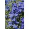 Delphinium grandiflorum 'Diamonds Blue' | Perennial | 5 x Large Plugs 1 Delphinium grandiflorum 'Diamonds Blue' | Perennial | 5 x Large Plugs -Starter Plant Sales PL929907SP main 7840