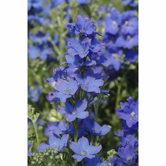 Delphinium grandiflorum 'Diamonds Blue' | Perennial | 5 x Large Plugs 3 Delphinium grandiflorum 'Diamonds Blue' | Perennial | 5 x Large Plugs