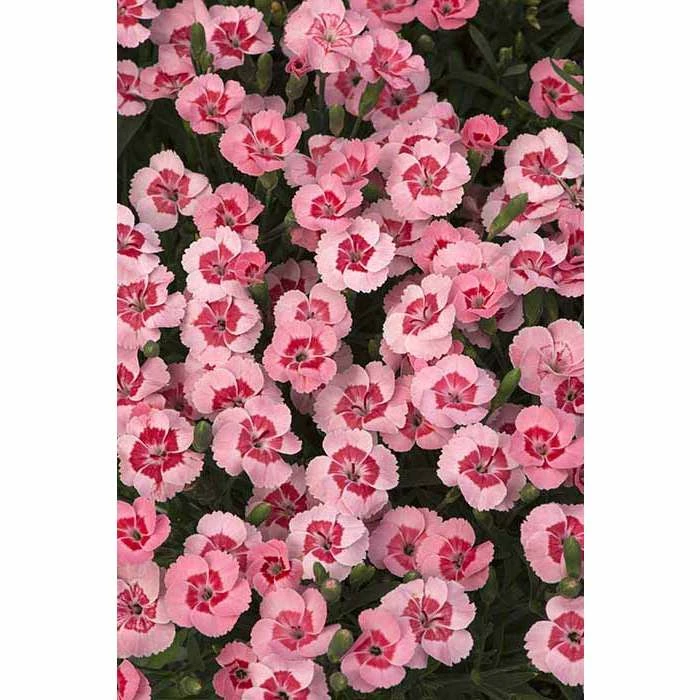 Dianthus Scented 'Peach Party®' | Bedding | 5 x Large Plugs 3 Dianthus Scented 'Peach Party®' | Bedding | 5 x Large Plugs