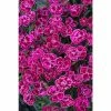 Dianthus Scented 'Purple Wedding®' | Bedding | 5 x Large Plugs 2 Dianthus Scented 'Purple Wedding®' | Bedding | 5 x Large Plugs -Starter Plant Sales PL929911SP main 8a83