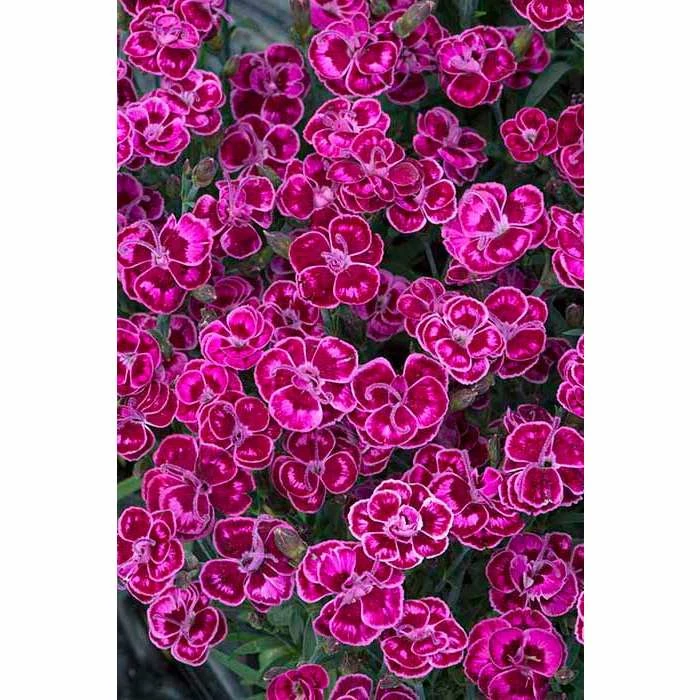 Dianthus Scented 'Purple Wedding®' | Bedding | 5 x Large Plugs 3 Dianthus Scented 'Purple Wedding®' | Bedding | 5 x Large Plugs