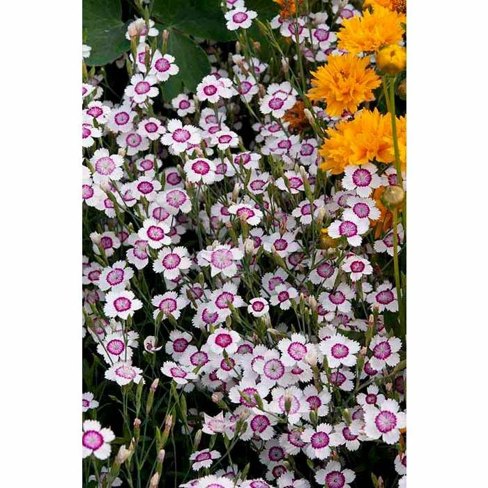 Dianthus deltoides 'Artic Fire' | 3 Dianthus deltoides 'Artic Fire' |