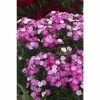Dianthus x barbatus interspecific Scented Rockin' 'Pink Magic' | Perennial | 5 x Large Plugs 1 Dianthus x barbatus interspecific Scented Rockin' 'Pink Magic' | Perennial | 5 x Large Plugs -Starter Plant Sales PL929913SP main 4726