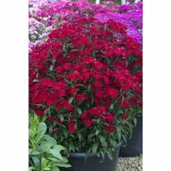 Dianthus x barbatus interspecific Scented Rockin' 'Red' | Perennial | 5 x Large Plugs