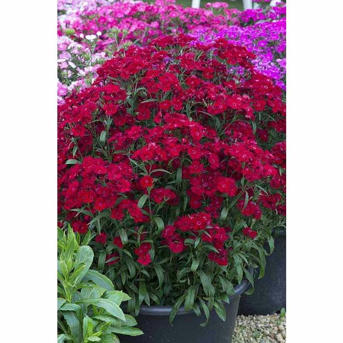 Dianthus x barbatus interspecific Scented Rockin' 'Red' | Perennial | 5 x Large Plugs 3 Dianthus x barbatus interspecific Scented Rockin' 'Red' | Perennial | 5 x Large Plugs