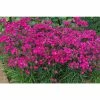 Dianthus x barbatus interspecific Scented Rockin' 'Rose' | Perennial | 5 x Large Plugs 1 Dianthus x barbatus interspecific Scented Rockin' 'Rose' | Perennial | 5 x Large Plugs -Starter Plant Sales PL929915SP main 2f35