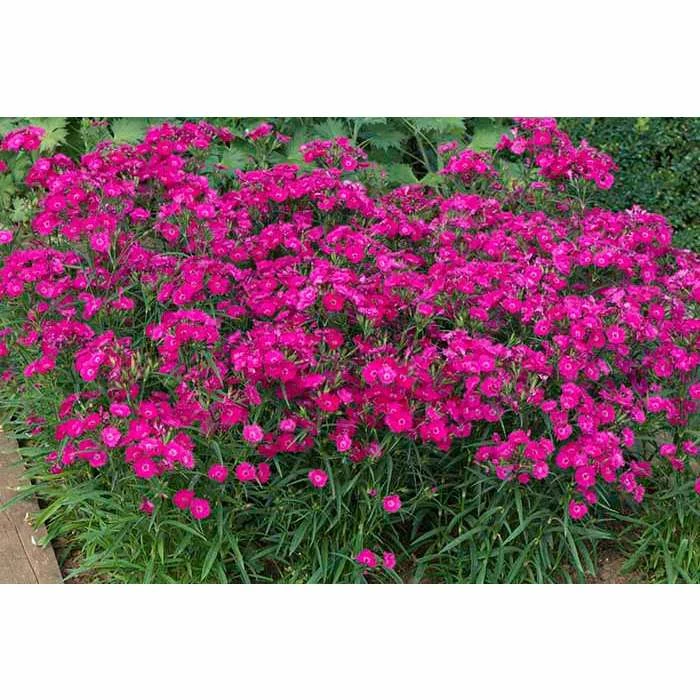Dianthus x barbatus interspecific Scented Rockin' 'Rose' | Perennial | 5 x Large Plugs 3 Dianthus x barbatus interspecific Scented Rockin' 'Rose' | Perennial | 5 x Large Plugs