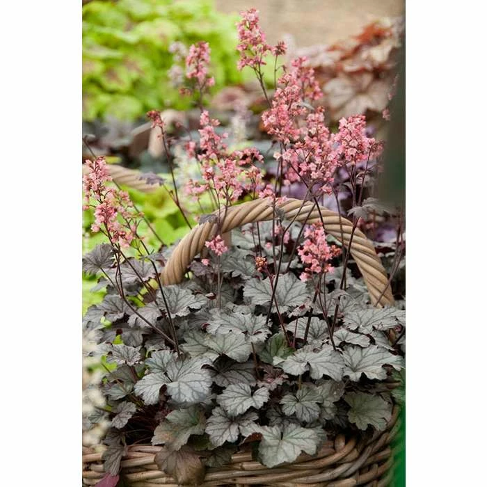 Heuchera x hybrida 'City™ Milan' | Flowering Varieties | Perennial | 5 x Large Plugs 3 Heuchera x hybrida 'City™ Milan' | Flowering Varieties | Perennial | 5 x Large Plugs
