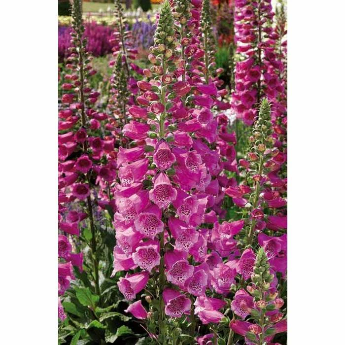 Digitalis purpurea Dalmation 'Rose' | Perennial 5 x Large Plugs 3 Digitalis purpurea Dalmation 'Rose' | Perennial 5 x Large Plugs