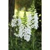Digitalis purpurea Dalmation 'White' | Perennial 5 x Large Plugs 2 Digitalis purpurea Dalmation 'White' | Perennial 5 x Large Plugs -Starter Plant Sales PL929920SP main 451c