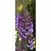 Digitalis purpurea Dalmation 'Purple' | Perennial 5 x Large Plugs