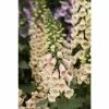 Digitalis purpurea Dalmation 'Peach' | Perennial 5 x Large Plugs