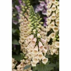 Digitalis purpurea Dalmation 'Peach' | Perennial 5 x Large Plugs