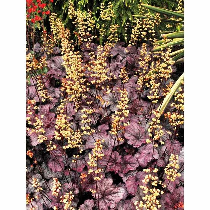 Heuchera x hybrida 'City™ Shanghai' | Flowering Varieties | Perennial | 5 x Large Plugs 2 Heuchera x hybrida 'City™ Shanghai' | Flowering Varieties | Perennial | 5 x Large Plugs