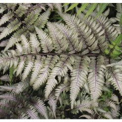 Athyrium niponicum 'Metallicum' | Fern Grower's Favourite | Perennials | 5 x Large Plugs