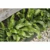 Asplenium scolopendrium | Fern Grower's Favourite | Perennials | 5 x Large Plugs -Starter Plant Sales PL929928SP main e3c7