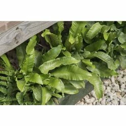 Asplenium scolopendrium | Fern Grower's Favourite | Perennials | 5 x Large Plugs