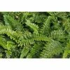 Polystichum polyblepharum | Fern Grower's Favourite | Perennial | 5 x Large Plugs