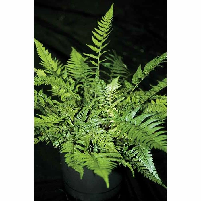 Polystichum tsussimense | Fern Grower's Favourite | Perennial | 5 x Large Plugs 3 Polystichum tsussimense | Fern Grower's Favourite | Perennial | 5 x Large Plugs