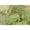 Cheilanthes lanosa | Fern Grower's Favourite | Perennials | 5 x Large Plugs 2 Cheilanthes lanosa | Fern Grower's Favourite | Perennials | 5 x Large Plugs -Starter Plant Sales PL929933SP main 9038