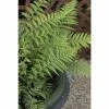 Dicksonia antartica | Fern Grower's Favourite | Perennial | 5 x Large Plugs 2 Dicksonia antartica | Fern Grower's Favourite | Perennial | 5 x Large Plugs -Starter Plant Sales PL929934SP main 06e4